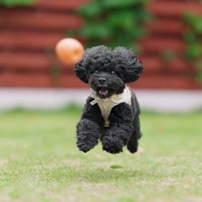 Bảng Xếp Hạng Những Giống Chó Cảnh Thông Minh Nhất