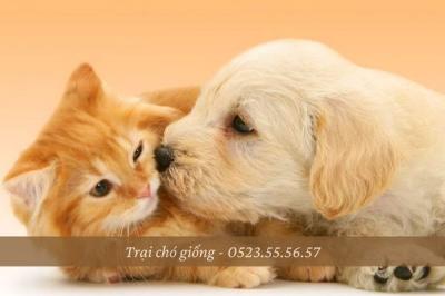 Tại sao chó với mèo thường ghét nhau?