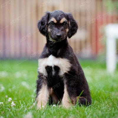 Afghan Hound Đen Vàng Đực