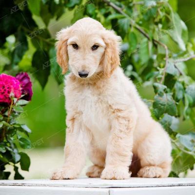 Afghan Hound Kem Cái