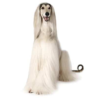 Afghan Hound Kem Đực