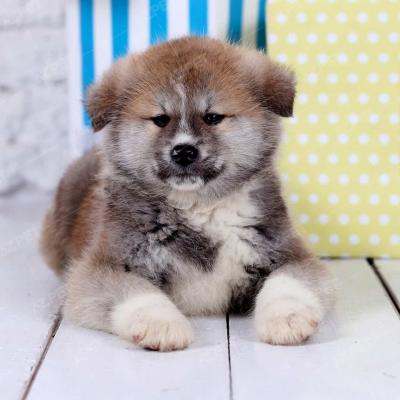 Akita Đỏ Cháy