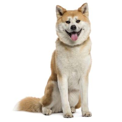 Akita Inu