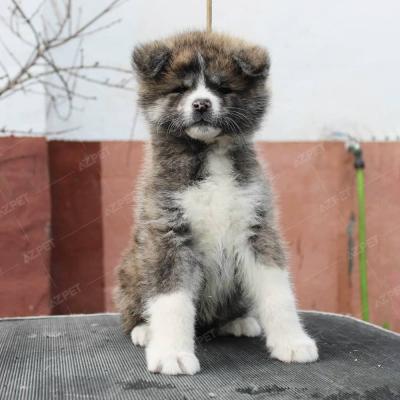 Akita Vện Cái