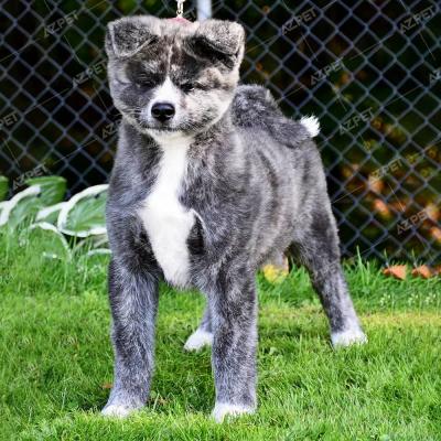 Akita Vện Đực