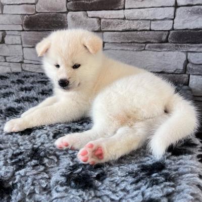 Bán Chó Akita Inu Lông Màu Trắng