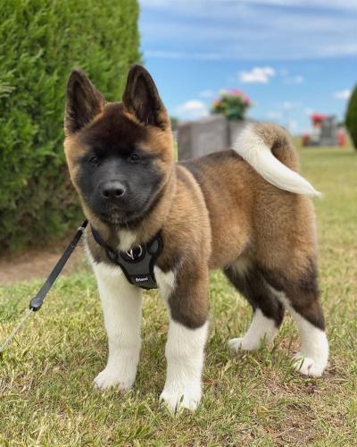 Bán Chó Akita Inu Lông Màu Vừng (Sesame)