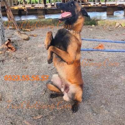 Bán Chó Malinois - Becgie Bỉ Lai Sinh Sản Tại Việt nam