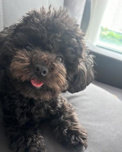 Bán Chó Poodle Lông Màu Đen