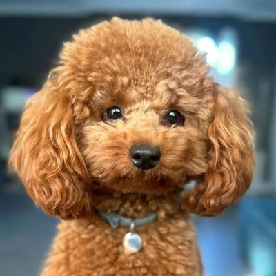 Bán Chó Poodle Lông Màu Nâu