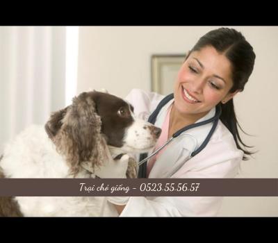 Cách Chữa Bệnh Chó Bị Viêm Dạ Dày Ruột Cấp Tính