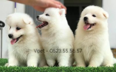 Chia sẻ kinh nghiệm nuôi chó dành cho người mới bắt đầu 