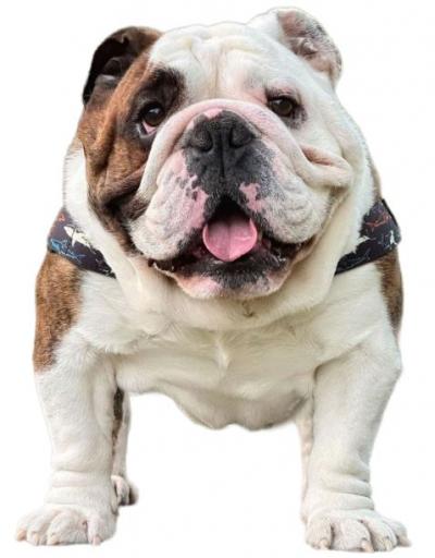 Chó Bull Dog