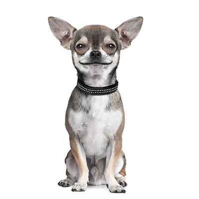 Chihuahua - Chiquaqua