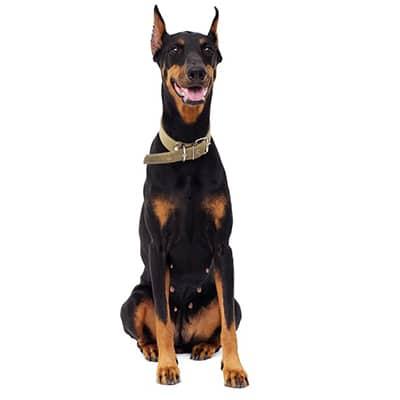 Chó Doberman Thuần Chủng