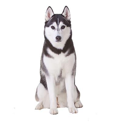 Chó Husky