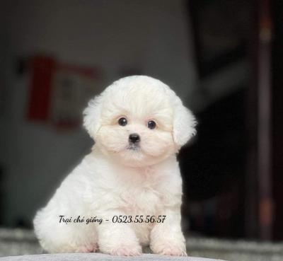 Chó Poodle Ăn Gì Để Lông Đẹp Và Khỏe Mạnh?