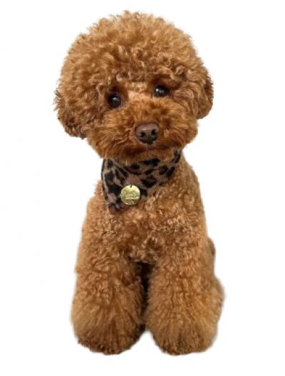 Poodle
