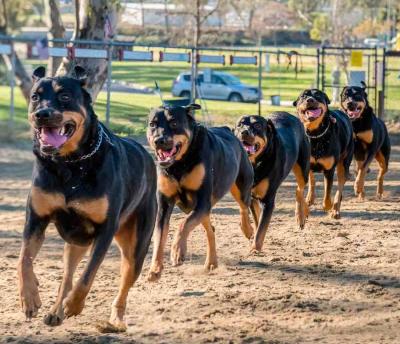 Chó rottweiler thuần chủng