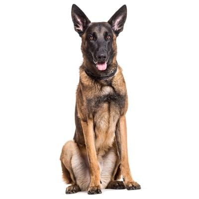 Mua Bán Chó Malinois