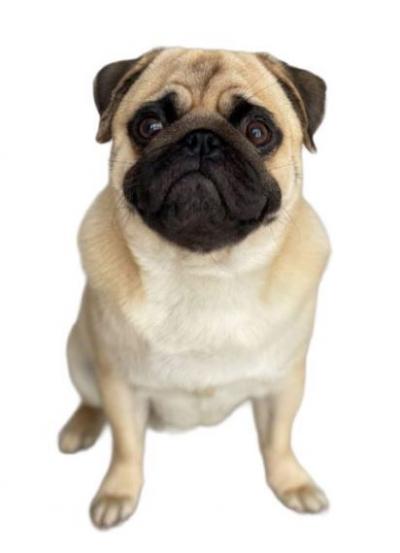 Pug Mặt Xệ