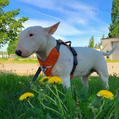 Phối Giống Chó Sục Bò - Terrier