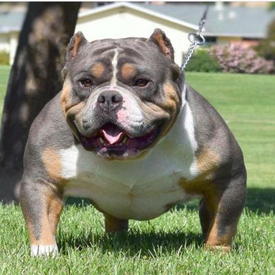 Top Ảnh Bully