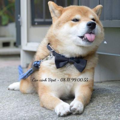 Top các giống chó cảnh dễ thương nhất thế giới